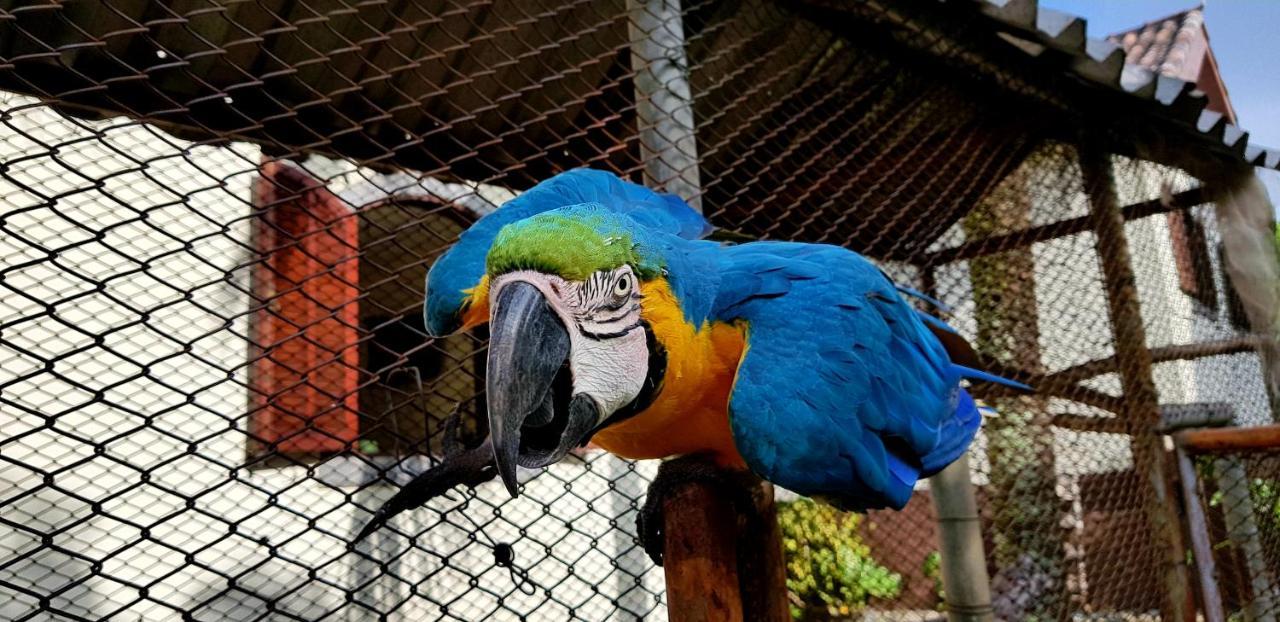 Pousada Nossa Senhora Penedo  Ngoại thất bức ảnh Blue and yellow macaw