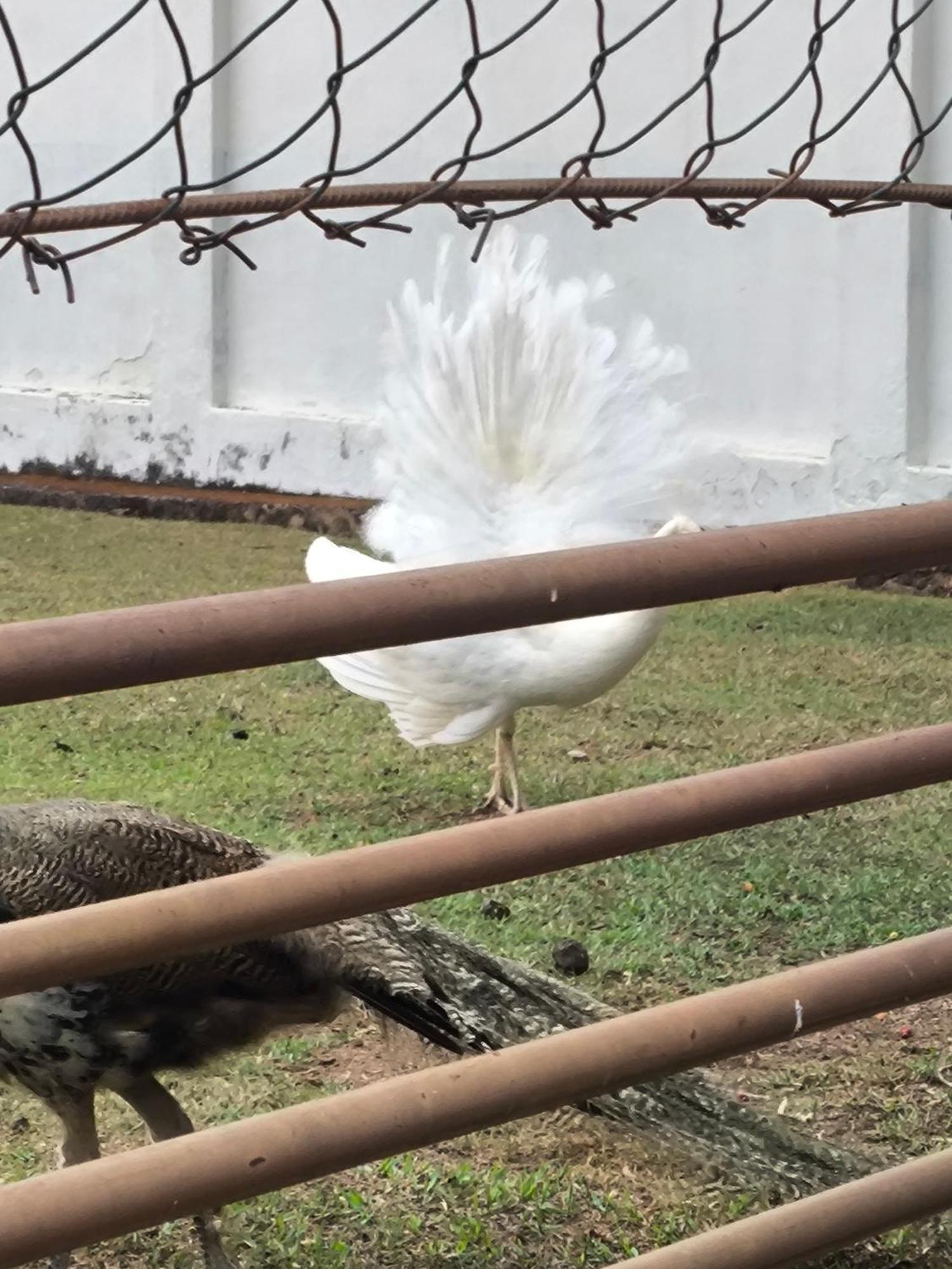 Pousada Nossa Senhora Penedo  Ngoại thất bức ảnh Peacock at the zoo